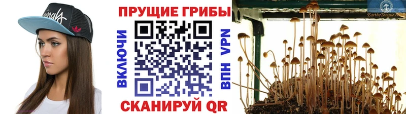 МЕГА как зайти  Великие Луки  Галлюциногенные грибы Psilocybe 